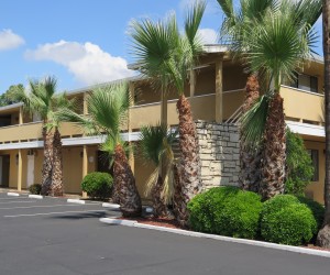 Bonanza Inn Yuba City - Palm trees and landscaping at Bonanza Inn